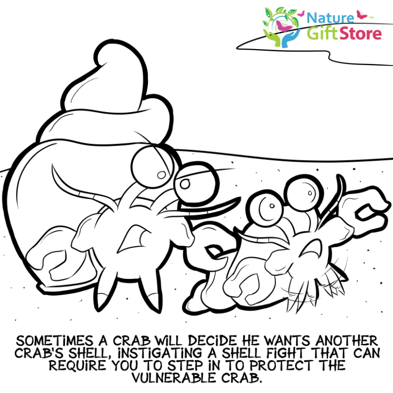 hermit-crabs-coloring-page- (18) - Nature Gift Store