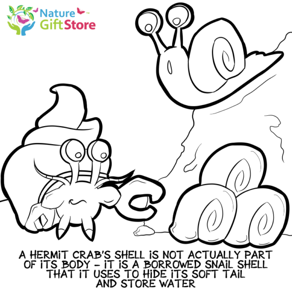 hermit-crabs-coloring-page- (2) - Nature Gift Store