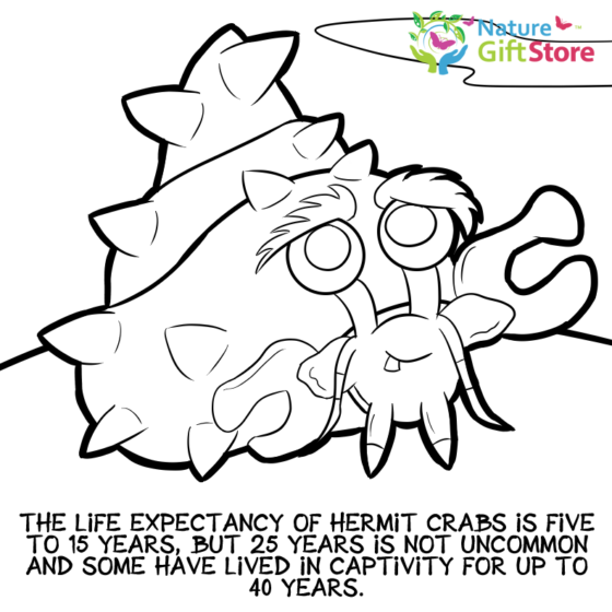 hermit-crabs-coloring-page- (20) - Nature Gift Store