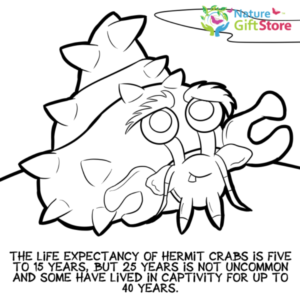 hermit-crabs-coloring-page- (20) - Nature Gift Store
