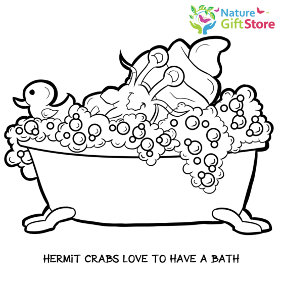 hermit-crabs-coloring-page- (3) - Nature Gift Store
