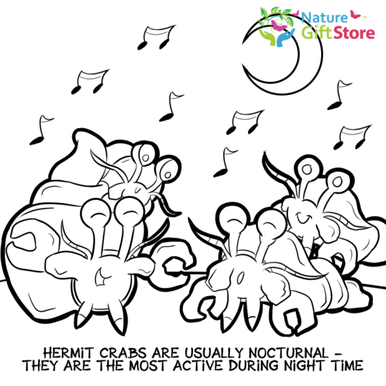 hermit-crabs-coloring-page- (4) - Nature Gift Store