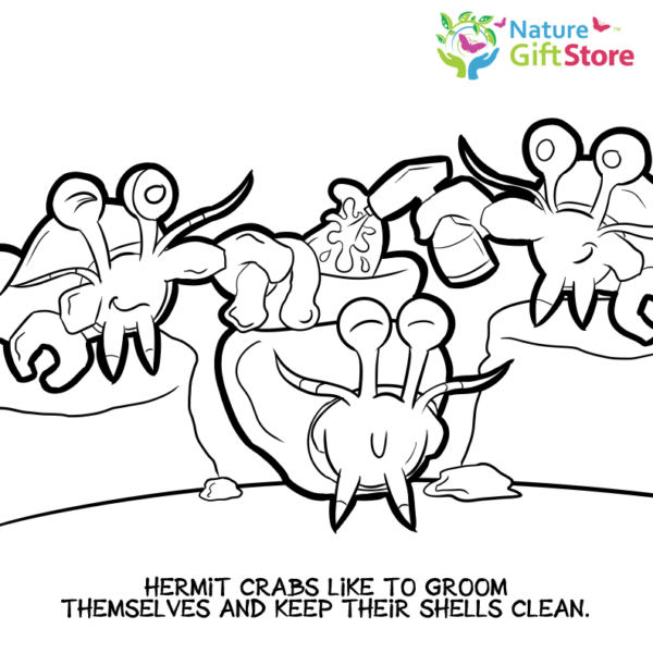 hermit-crabs-coloring-page- (6) - Nature Gift Store