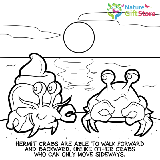 hermit-crabs-coloring-page- (7) - Nature Gift Store