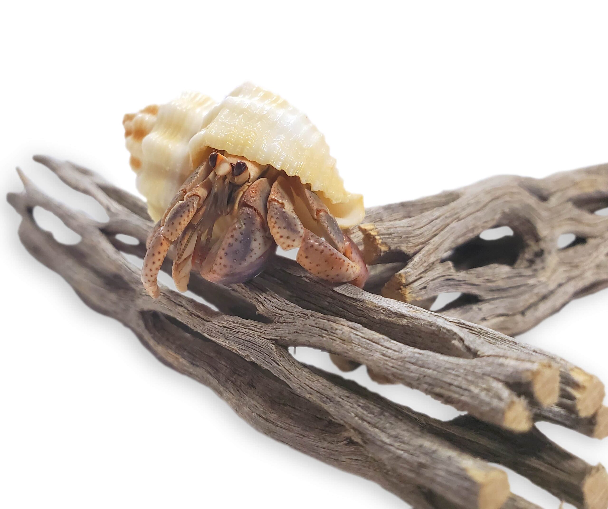 Cholla Exercise Logs for Hermit Crabs