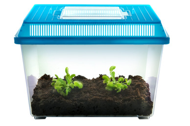 Deluxe Venus Fly Trap Kit