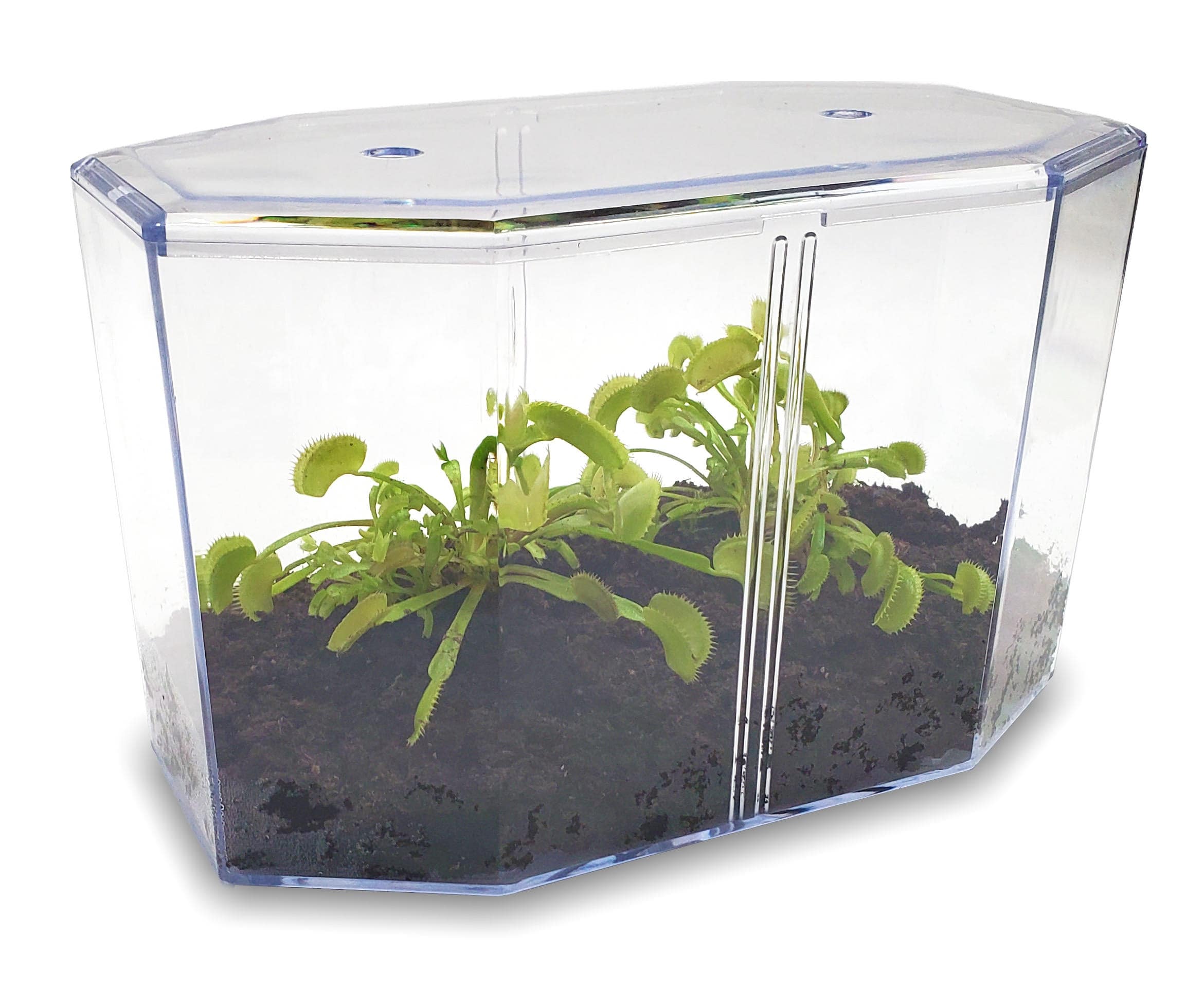 Nature Gift Store has a custom shipping process for our many live venus fly trap terrarium kits. Find meat eating plants for sale - many pots and terrariums to choose from! Buy a venus fly trap plant online with Our 15+ Years Shipping Experience.