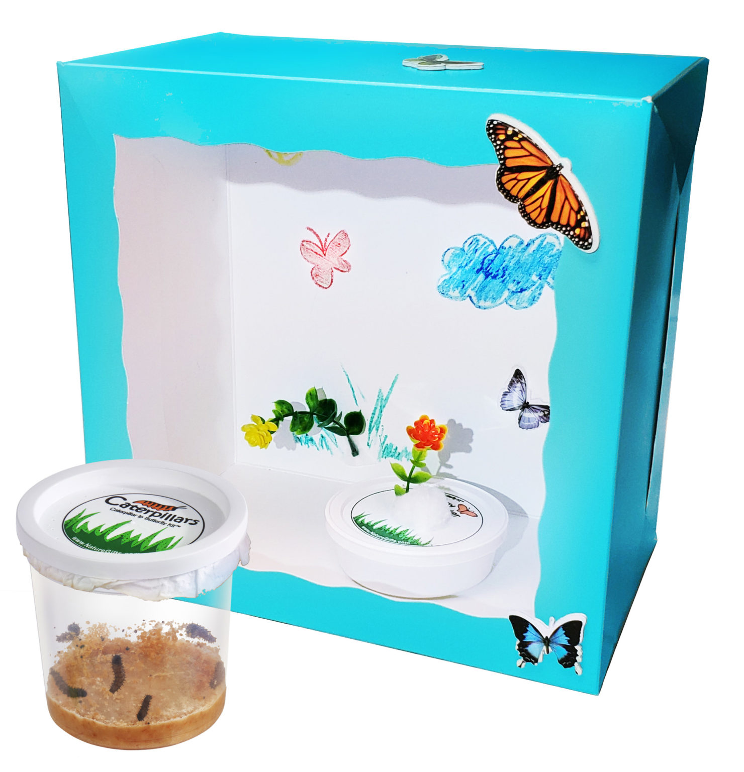 Caterpillar to Butterfly Kit Shipped with Live Caterpillars Nature