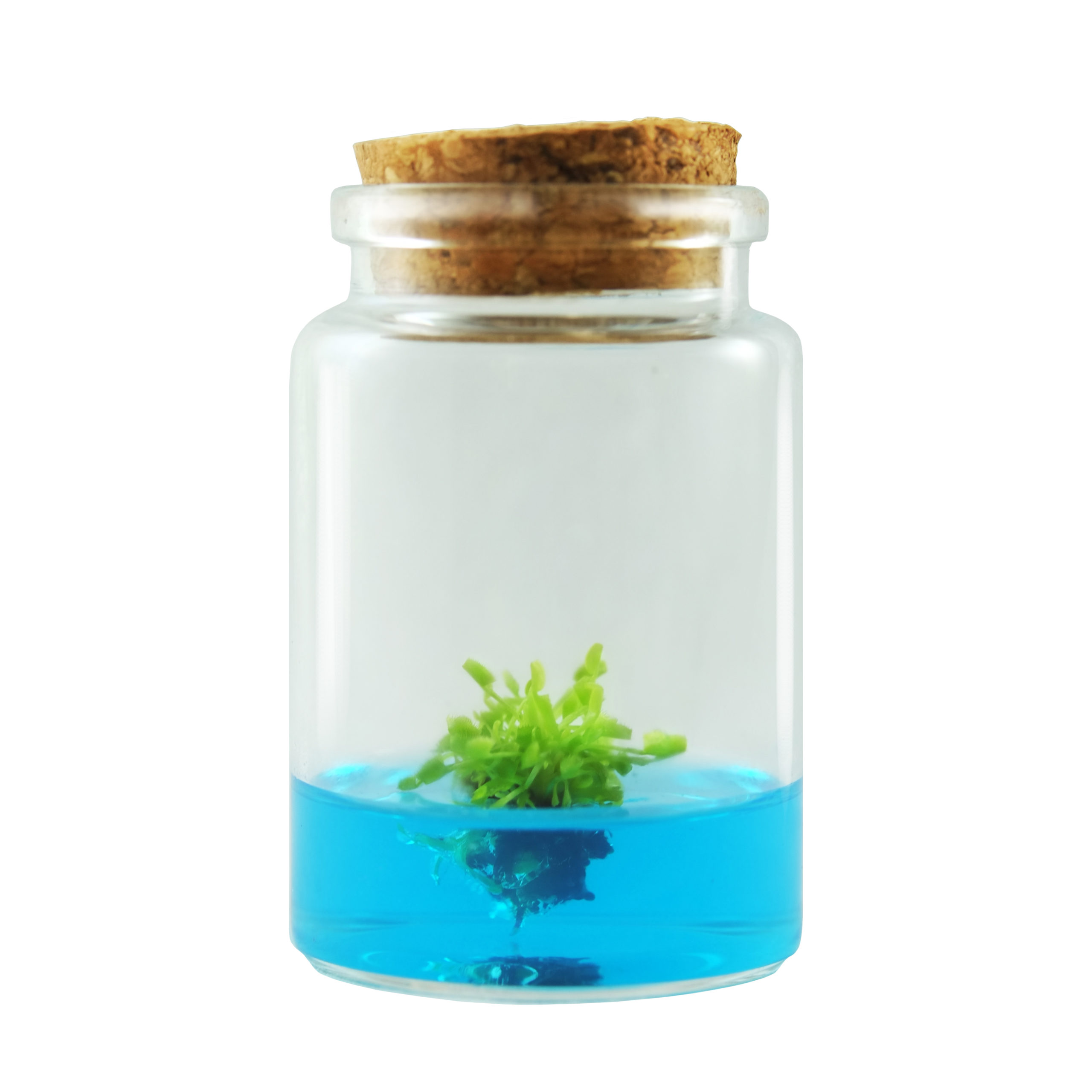 Venus Flytrap Terrarium Kit Snappy Fly Trappers Nature Gift Store