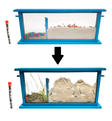 Handcrafted Wood Ecosystem with Live Ants
