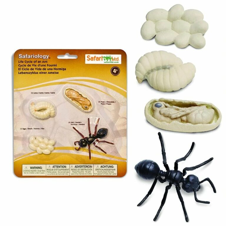 Ant Farm Kit & Ant Farms For Sale, Buy Supplies & Live Ants.