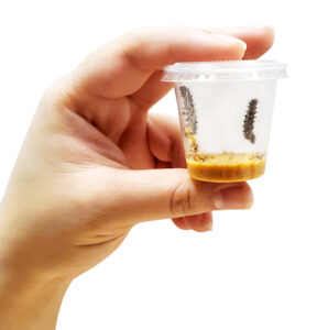 Mini Butterfly Kit