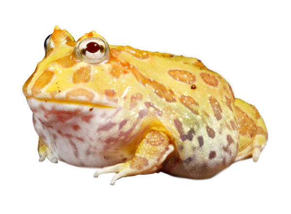 Pac Man Frog on wet rock