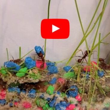 Ant Farm Kit