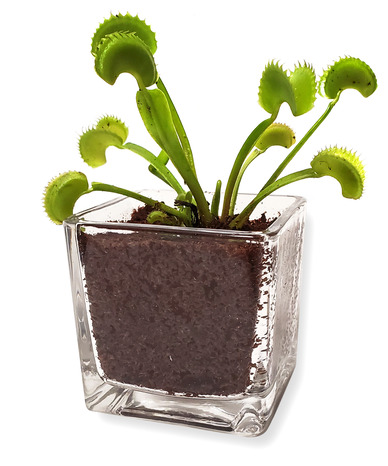 Venus Flytrap 'Dente