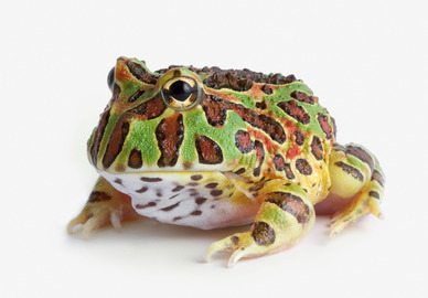 Pacman frog for sales sale