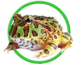 Pet PacMan Frog
