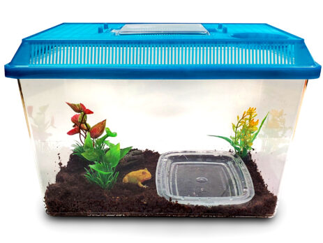 Pet PacMan Frog Kit