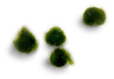 Moss ball kit