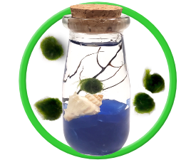 Live Pet Marimo Moss Balls