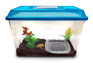 Albino Pacman Frog with Habitat