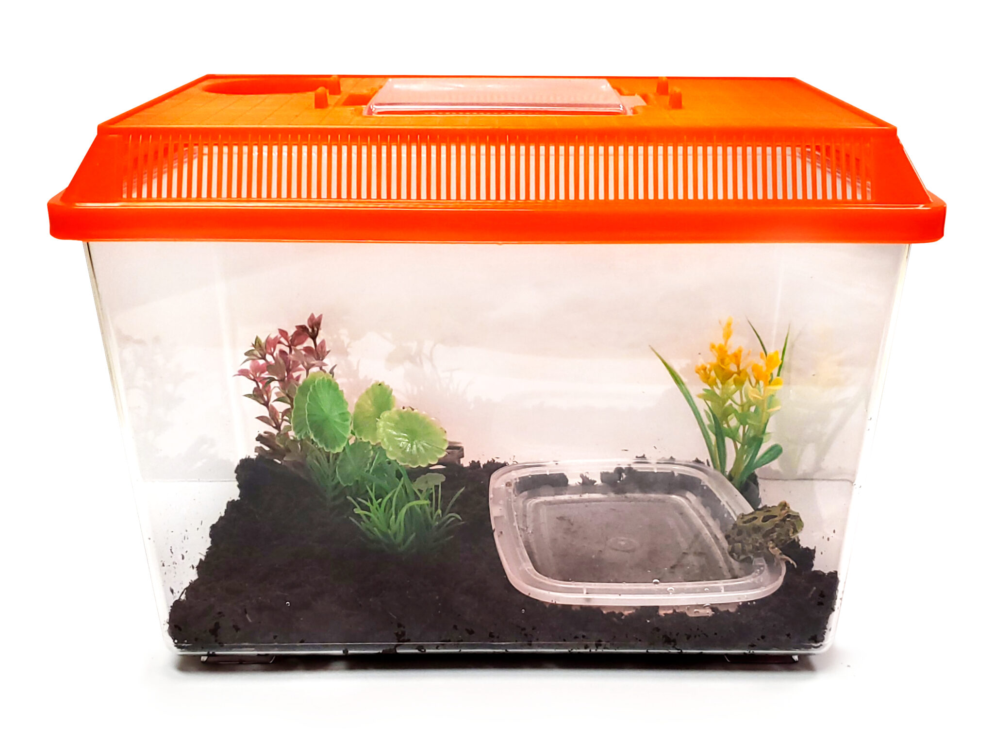 Grow Your Own Frogs Unique Frog Growing Kits Nature Gift Store