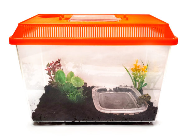 pet-frog-kit05