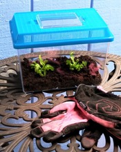 Deluxe Venus Fly Trap Kit