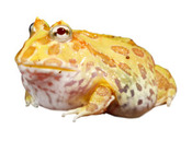 Green Frog