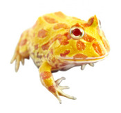 Green Frog