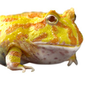 Pet frog Kit
