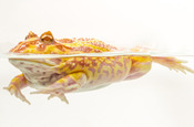 Pet frog Kit