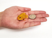 Pet frog Kit