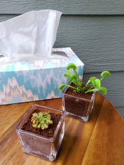Flytrap in glass