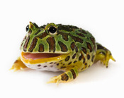 Pet frog Kit