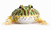 Pet frog Kit