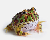 Green Frog