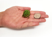 Pet frog Kit