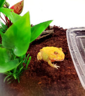 Pet frog Kit