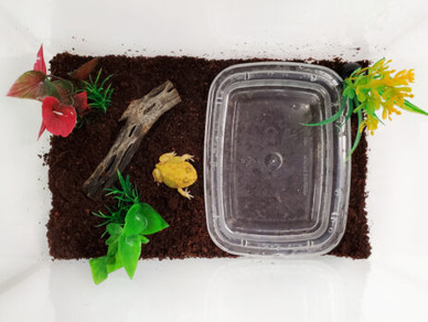 Pet frog Kit