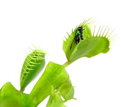 Deluxe Venus Fly Trap Kit