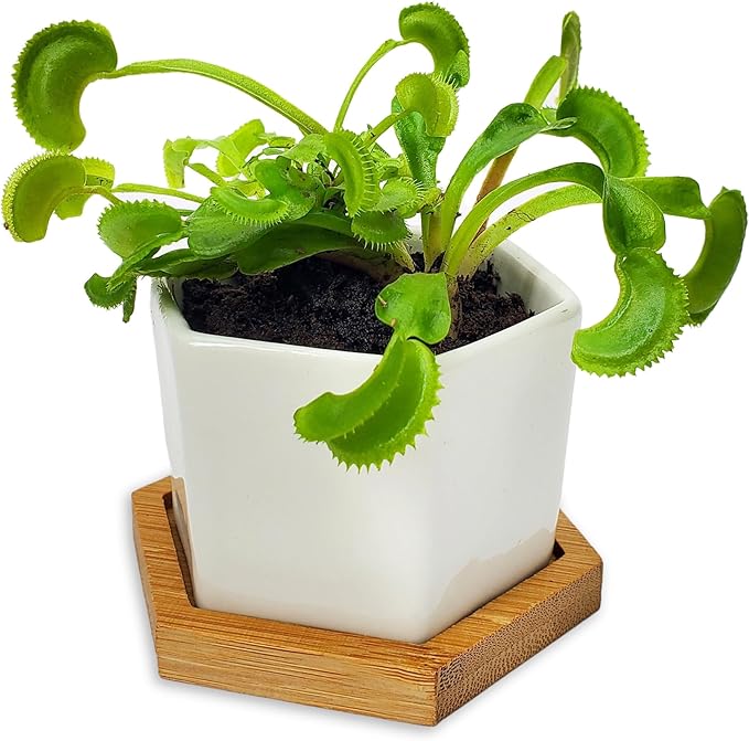 Live Venus Fly Trap in Ceramic Hex Pot