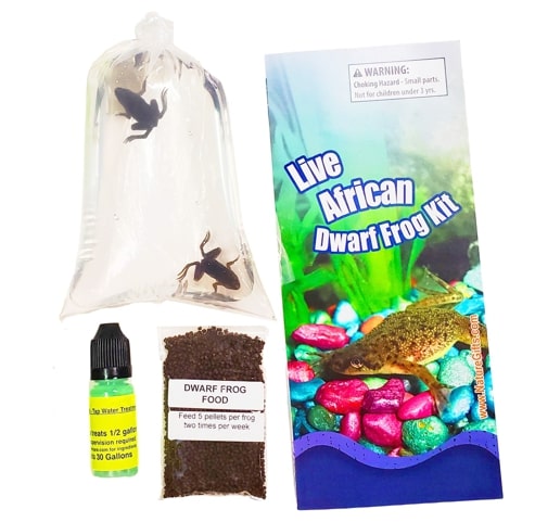 Order Dwarf Aquatic Frogs for Fish Tanks: Buy Online: 15+ Years Shipping Experience.
