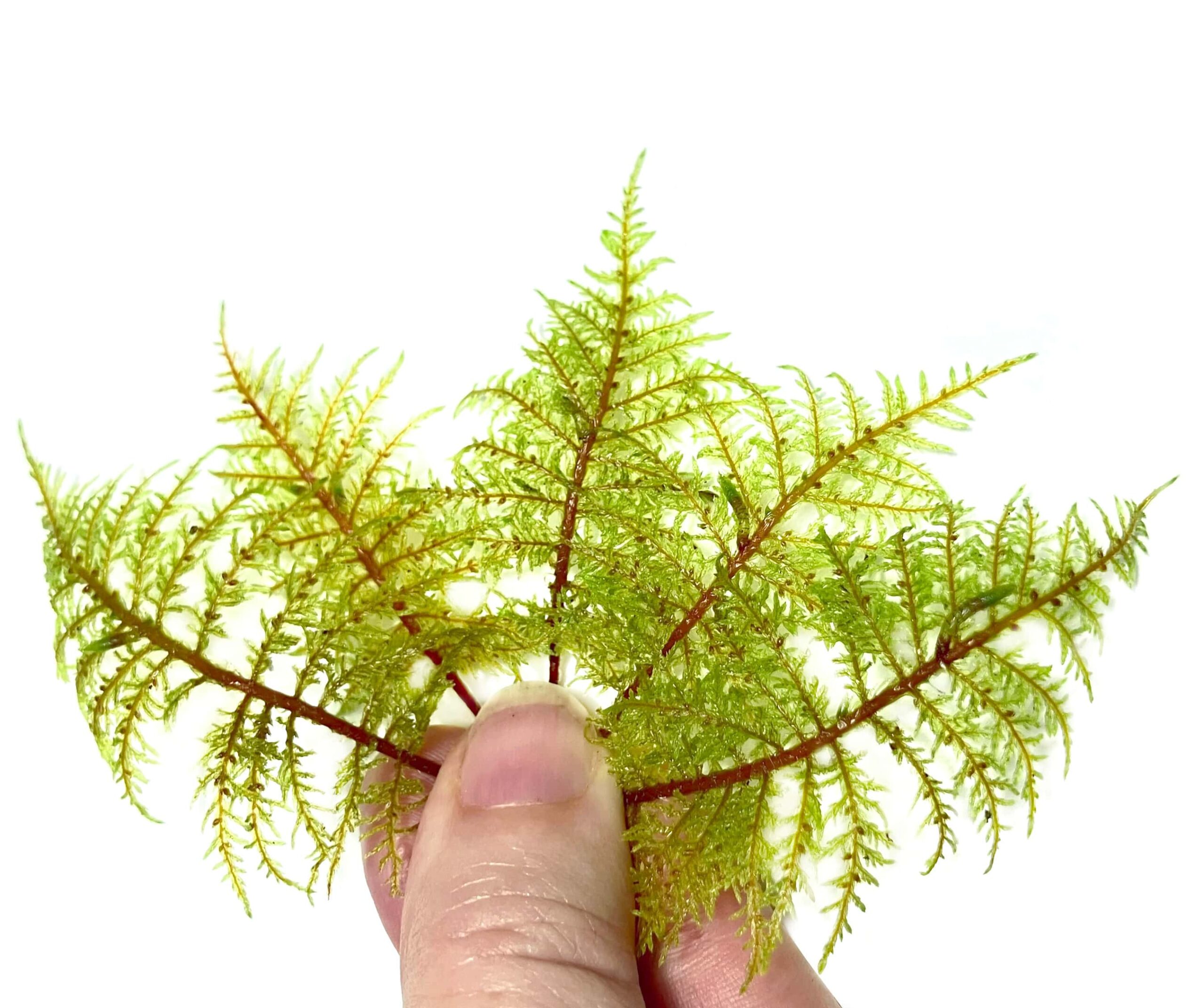 Live Mountain Fern Moss