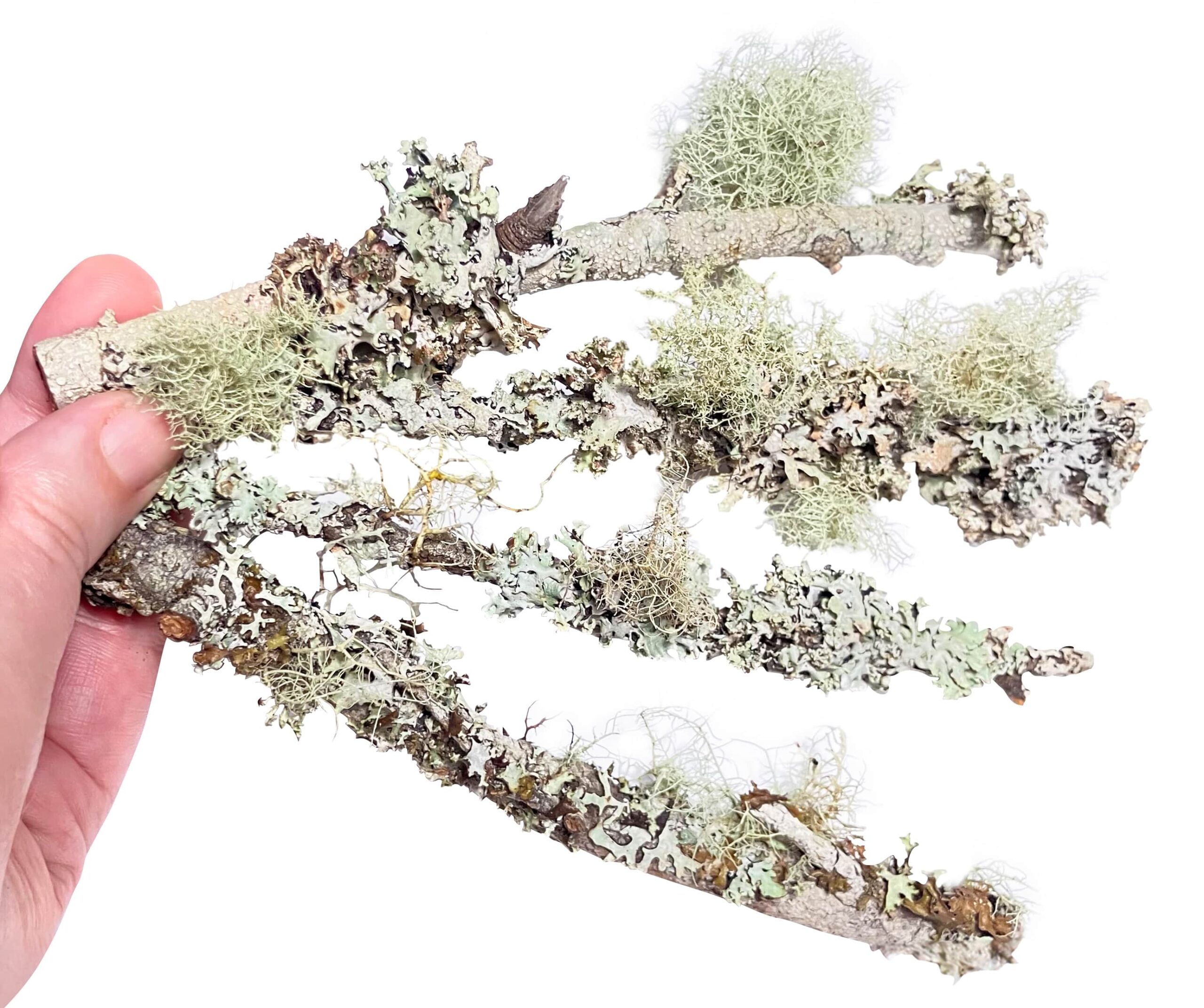 Live Lichen Sticks for Terrariums