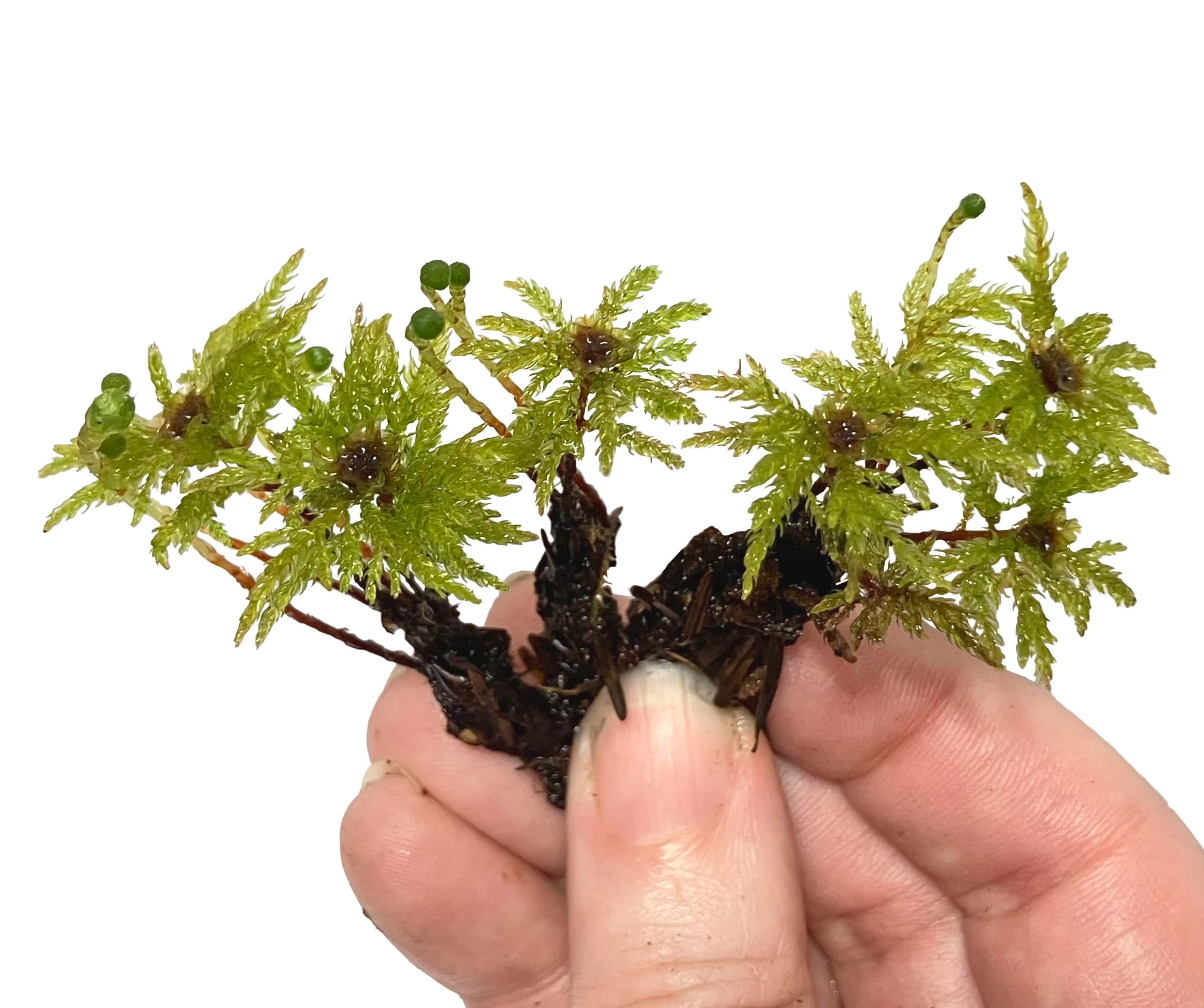 Live Tree Moss: 3 Clusters