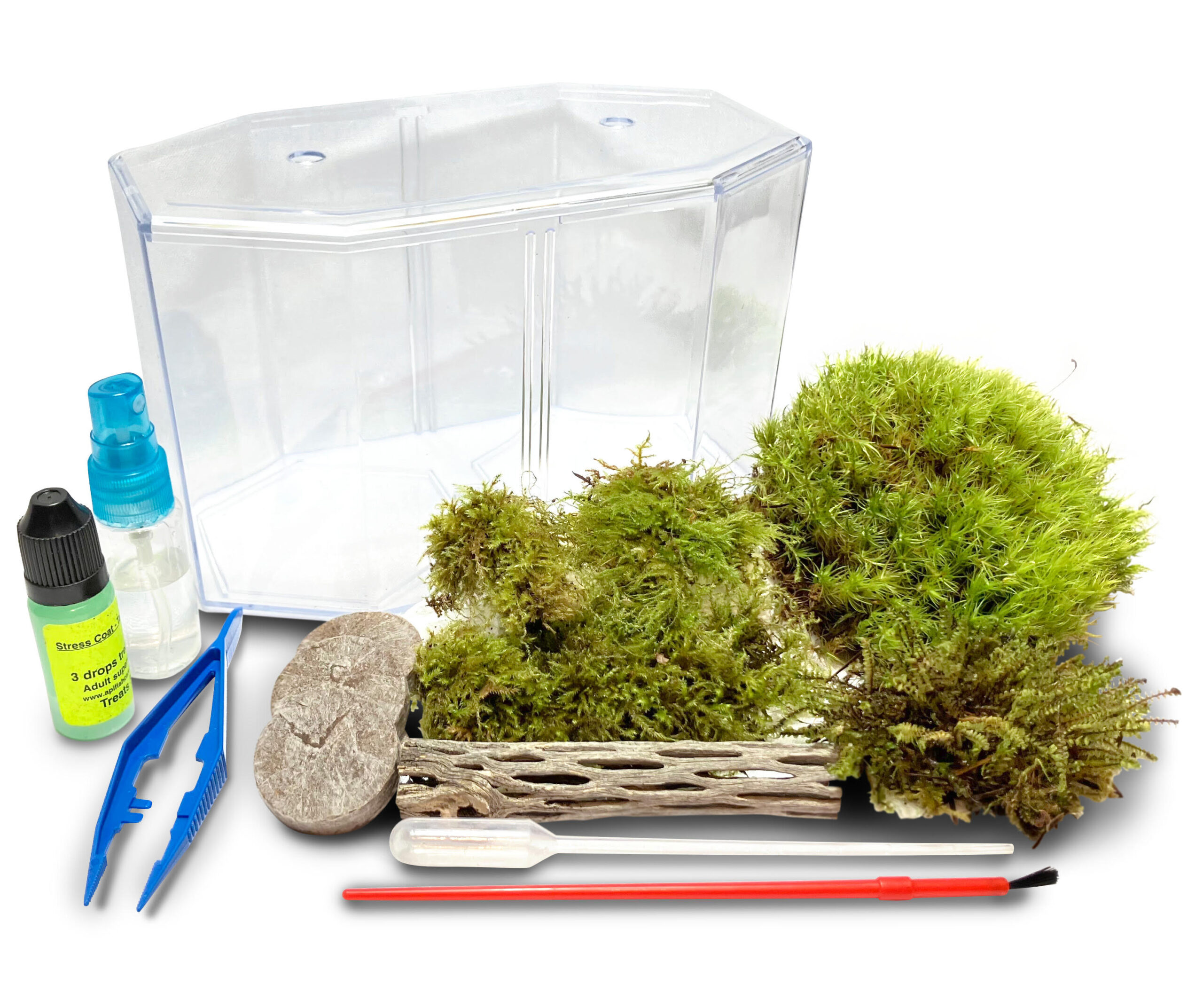 Moss Terrarium Kit for Sale Complete with 3 Live Mosses Actively Growing!