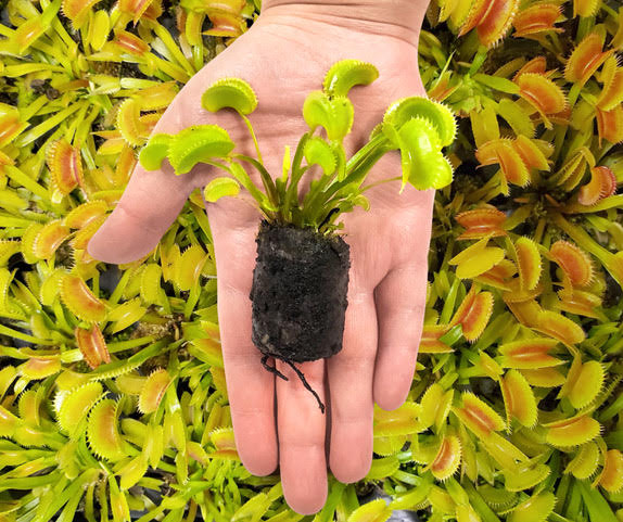Add a Live Venus Flytrap (Ready To Plant)
