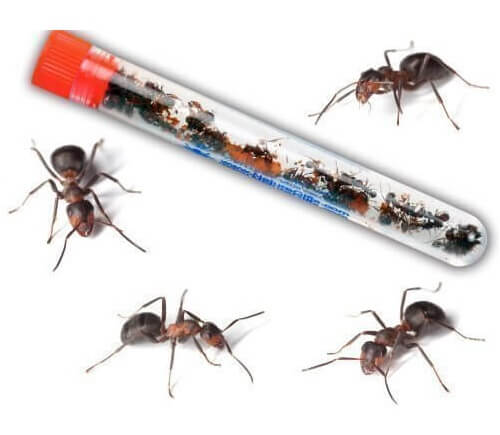 Live Ants for Ant Farm Kits