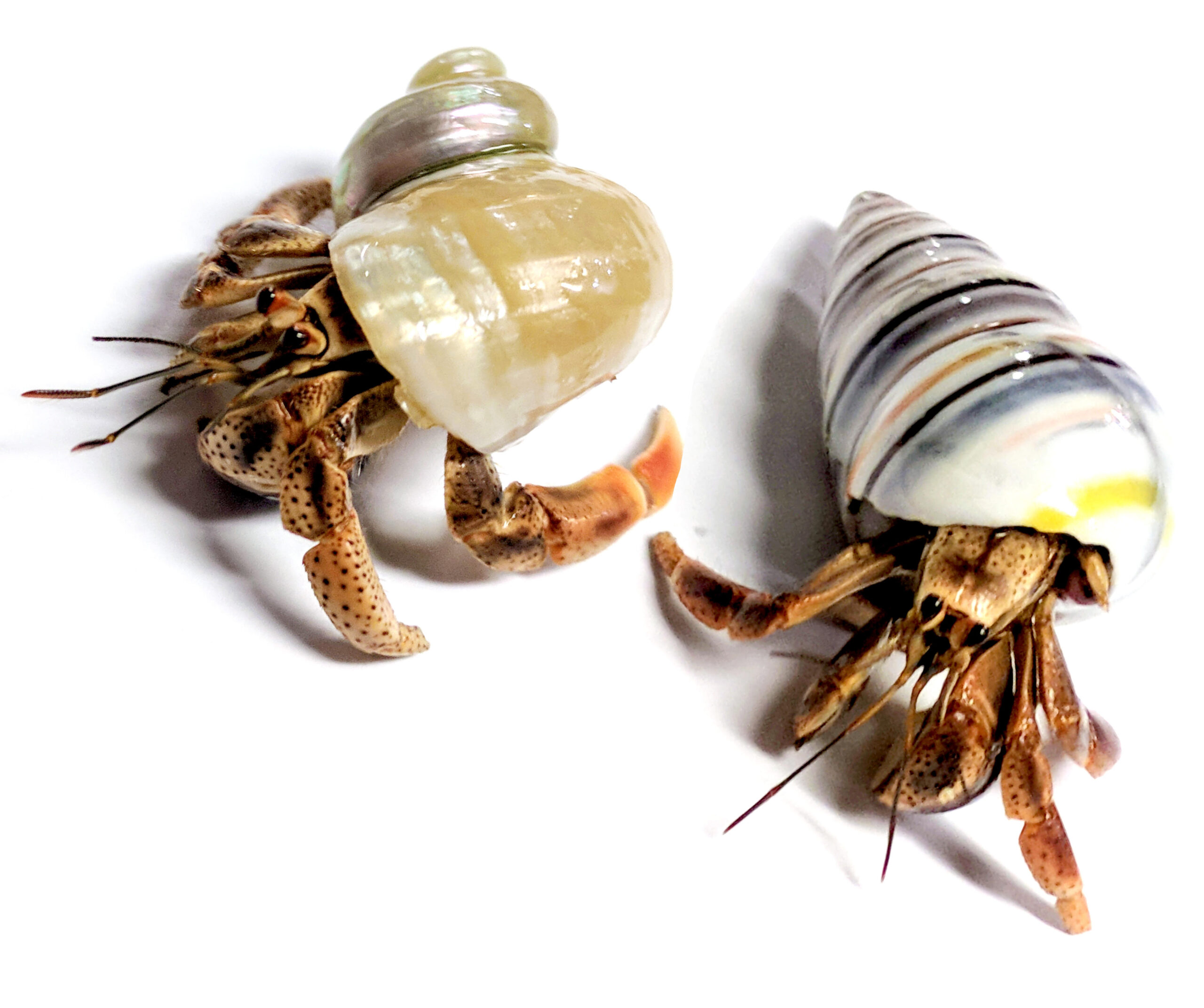 Live Hermit Crabs for Sale: Buy Online: 15+ Years Shipping Experience.